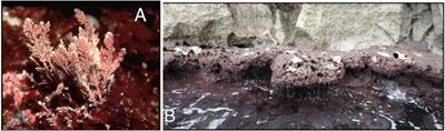 Intertidal Mediterranean Coralline Algae Habitat Is Expecting a Shift Toward a Reduced Growth and a Simplified Associated Fauna Under Climate Change